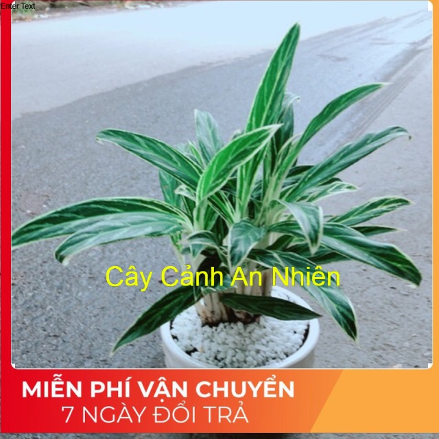 Chậu cây giữ tiền