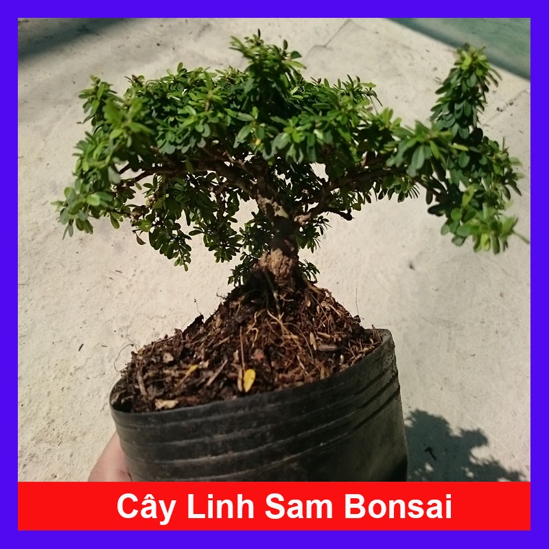 Cây Linh Sam Bonsai - cây cảnh bonsai + tặng phân bón