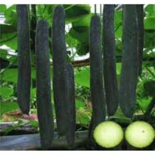 Gói 20 hạt giống bí sặt ( bí đao xanh nova) quả dài