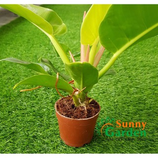 Trầu Bà Đế Vương Vàng Để Bàn Chậu Nhựa