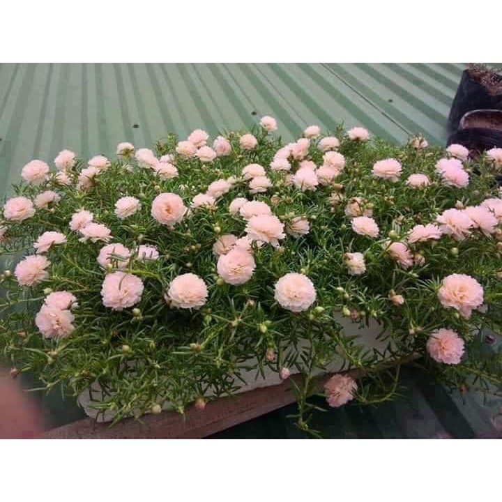 hạt giống hoa mười giờ
