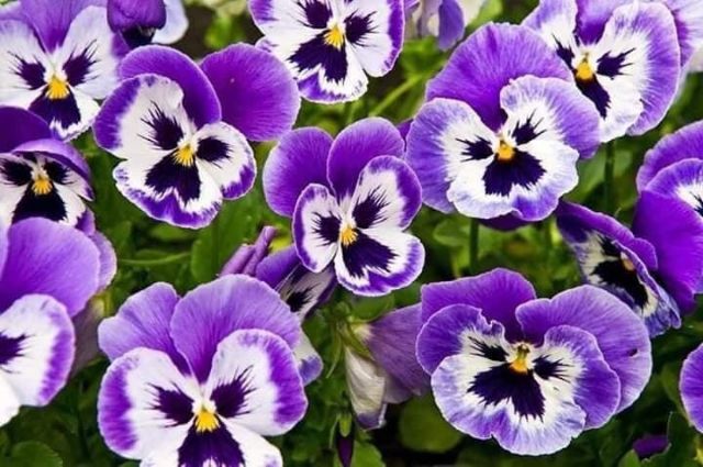 HOA BƯỚM PANSY - Loài Hoa Đẹp Lạ, Lôi Cuốn.