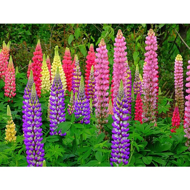 Hạt giống hoa đậu Lupin loại F1 dễ trồng tỉ lệ nảy mầm cao hoa mix màu