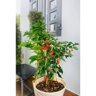 Cây ớt carolina reaper, cây giống cao khoảng 20-25cm