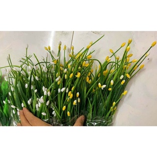 Cỏ điểm trang tríhàng 7 nhánh