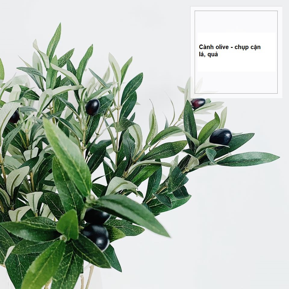 Cành ô liu - cành olive 12 nhánh cành lá quả xum xuê -Quả To
