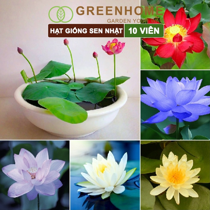 Hạt giống hoa sen nhật mini Greenhome, gói 10 hạt, nhiều màu, dễ trồng, tặng kèm hướng dẫn H01