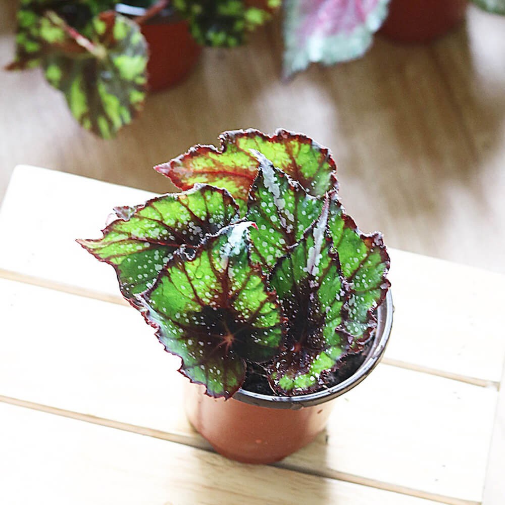 Chậu cây Begonia African Jungle - Thu Hải Đường 'Rừng Châu Phi' | Shopee  Việt Nam