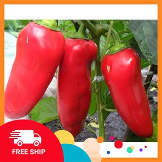 gói 30 hạt giống ớt ngọt trái dài LUCKYVN