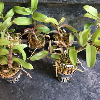 Phi điệp Rồng lửa
