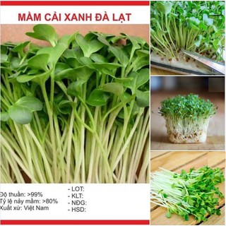Hạt giống rau Mầm cải xanh Đà Lạt 50gr-NHN