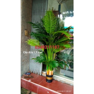 Cây giả - Cây dừa cảnh cao 1.55met - 1,8m - trang trí nhà cửa - cây giống thật.