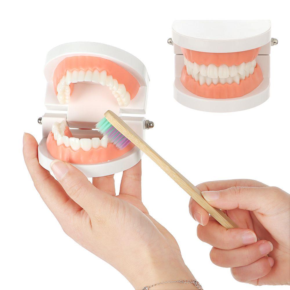 Mô Hình Hàm Răng Tiêu Chuẩn Hỗ Trợ Dạy Học Sớm