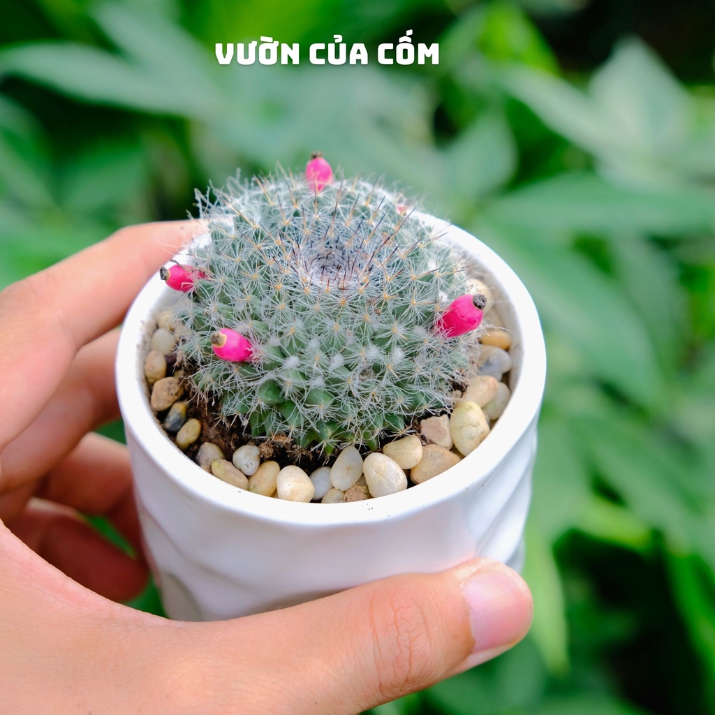 Xương rồng bánh sinh nhật để bàn Size nhỏ kèm chậu sứ trắng kíck thước 10 x 7 cm . tặng kèm túi sỏi nhỏ trang trí .