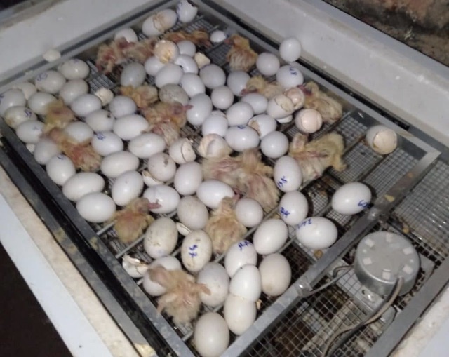 Máy ấp tự động 150 trứng bồ câu chim trĩ chim cút