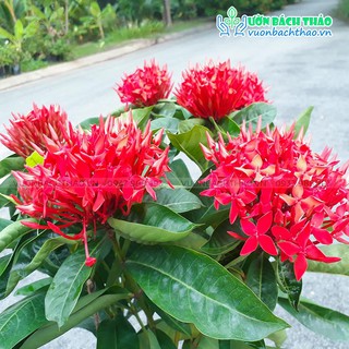 Cây hoa trang đỏ trồng sân vườn