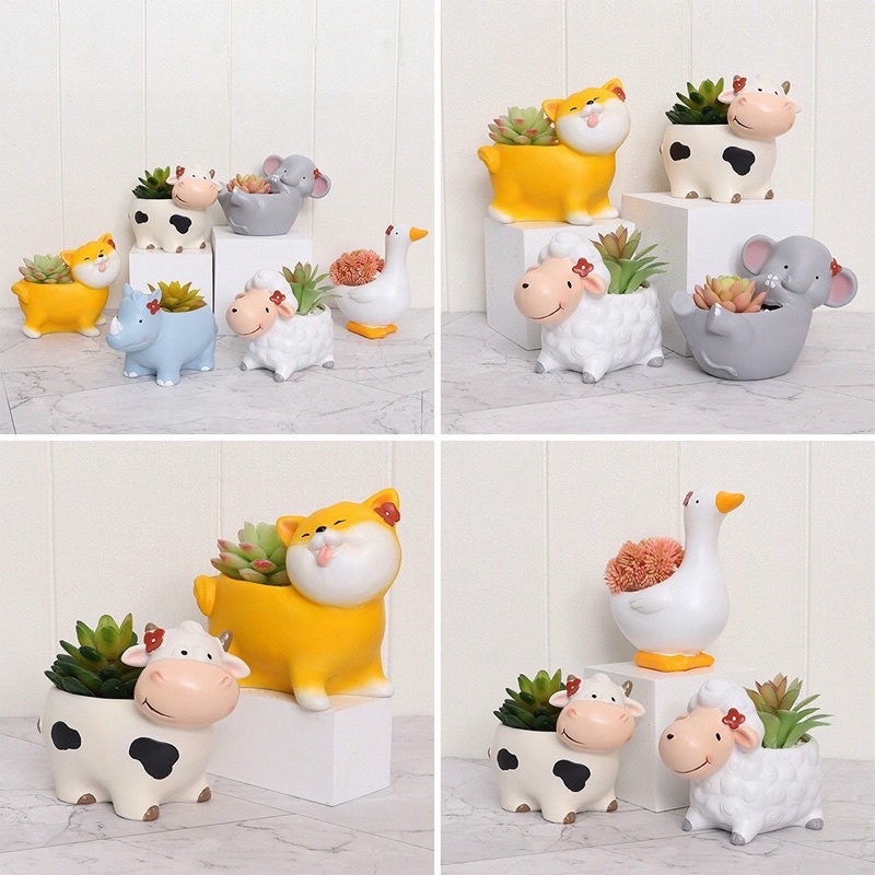 CHẬU BÒ SỮA , HÀNG CHUẨN 🐮