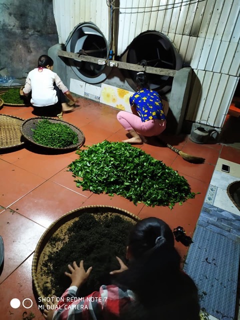 Trà Búp La Bằng - 100g loại 250k để uống cá nhân, đi cháp ăn hỏi, đi lễ chùa,... | BigBuy360 - bigbuy360.vn