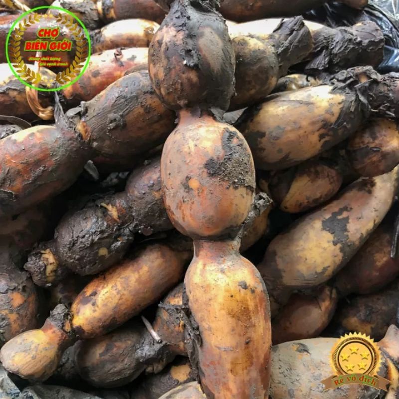 01 Kg Củ Sen Tươi Vùng Châu Đốc Ngọt Thanh Dùng Nấu Nhiều Món Ăn Ngon