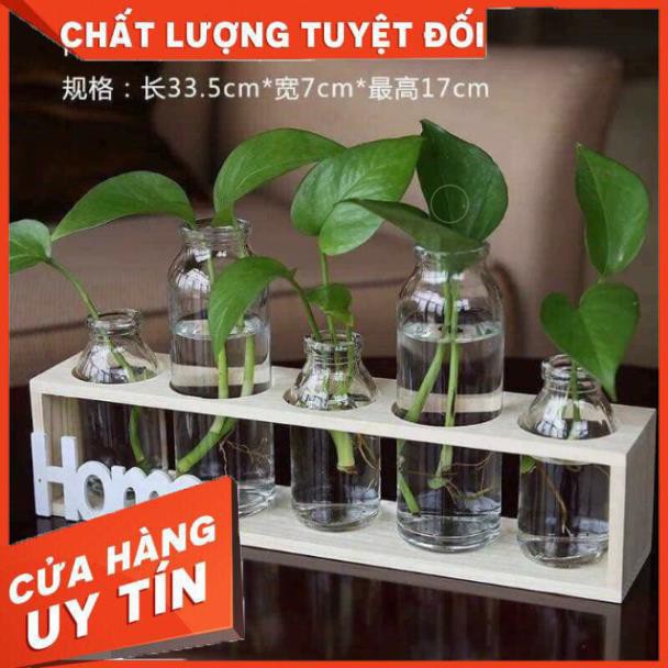 Set 5 lọ thủy tinh cao thấp cắm hoa kèm kệ gỗ Home.