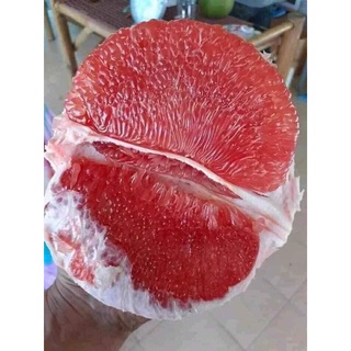 cây giống bưởi ruby thái lan (cây ghép - chuẩn giống bưởi ruby)