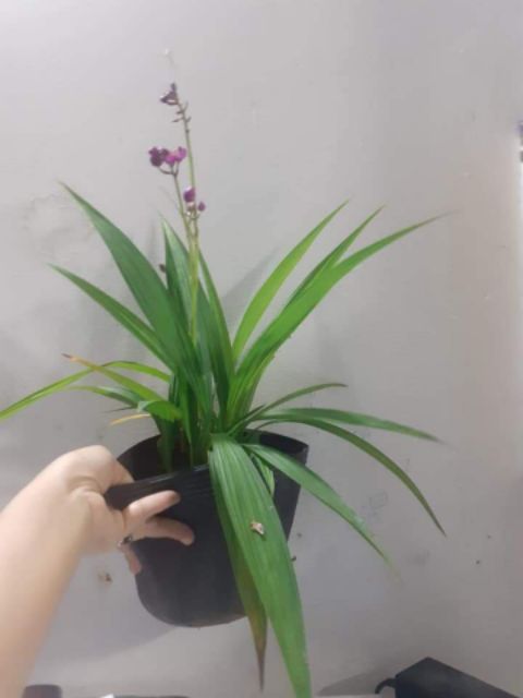 Địa lan chu đỉnh - có 2 màu