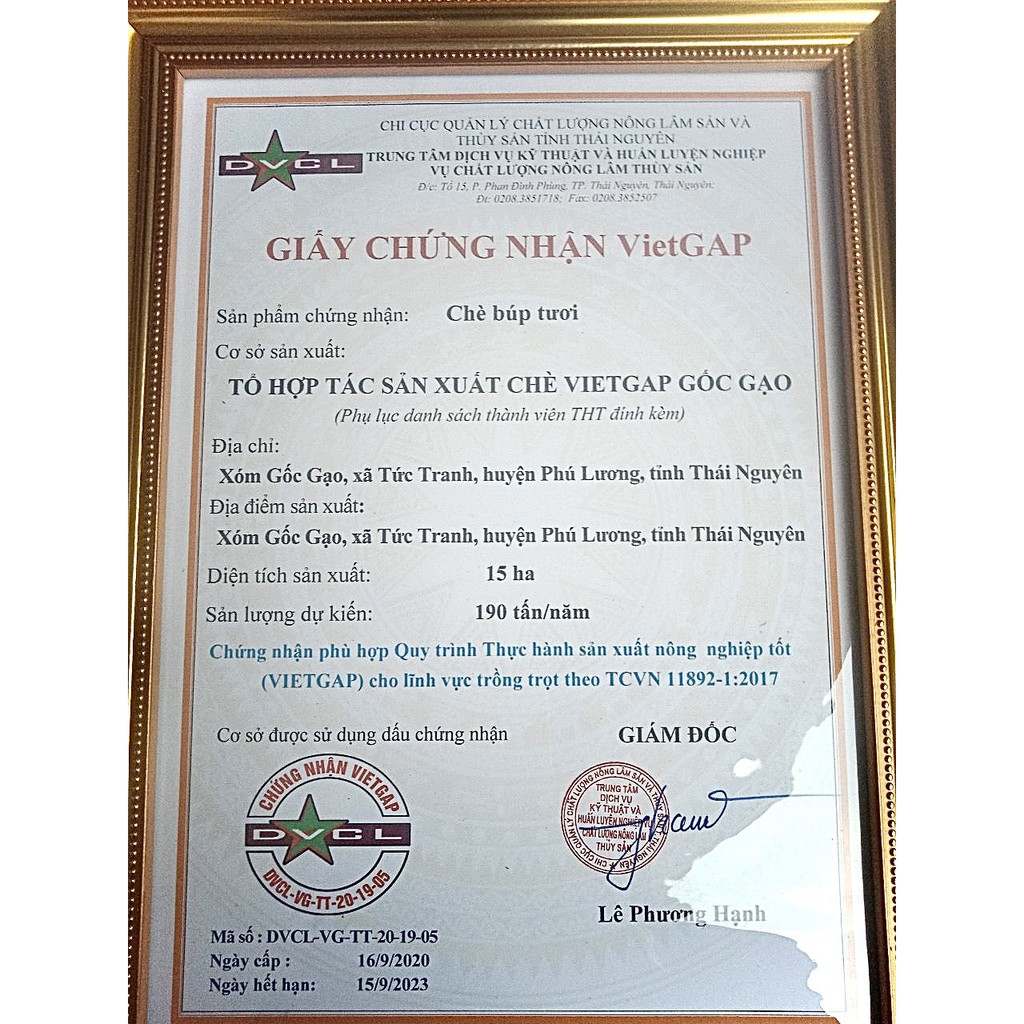 Hộp trà nõn tôm biếu tặng cao cấp tặng kèm túi xách sang trọng - Đặc sản Thái Nguyên thơm ngon hút chân không hộp 400g | BigBuy360 - bigbuy360.vn