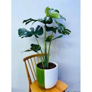 Chậu cây Monstera (Trầu bà nam mỹ)