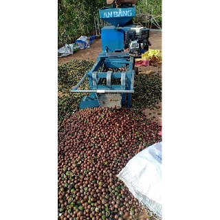 Hạt Mắc Ca Nứt Vỏ Lâm Đồng