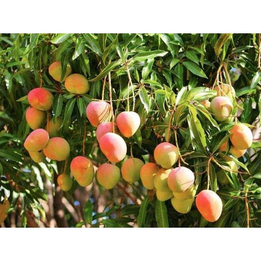 Cây Xoài Úc F1 Quả To Tròn