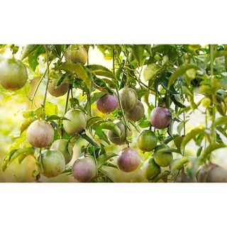 Cây Giống Chanh Leo Tím Dòng F1