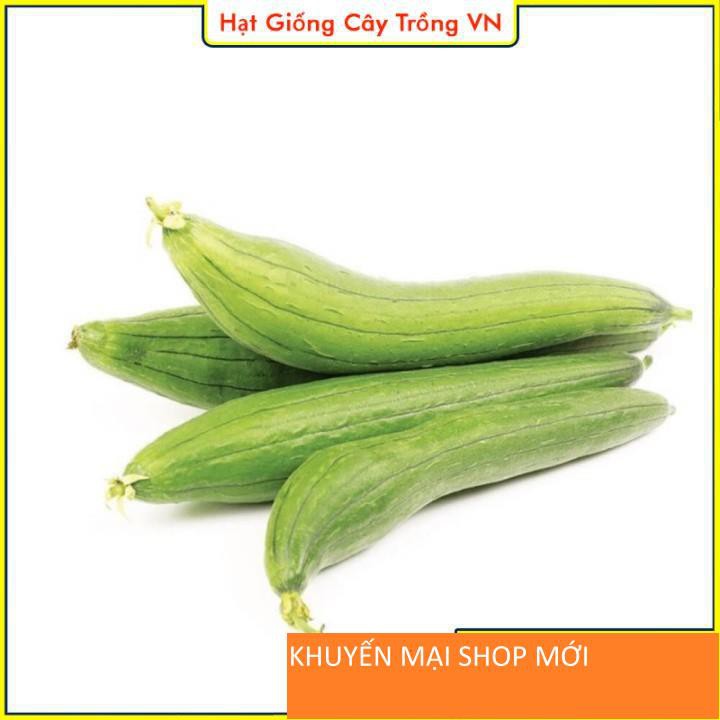 Hạt giống Mướp Hương - Gói 1 Gram khuyến mại shop mới