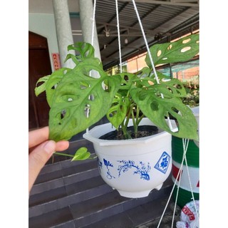 Trầu bà lá lỗ