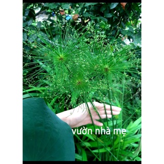 mầm cây con thủy trúc thái