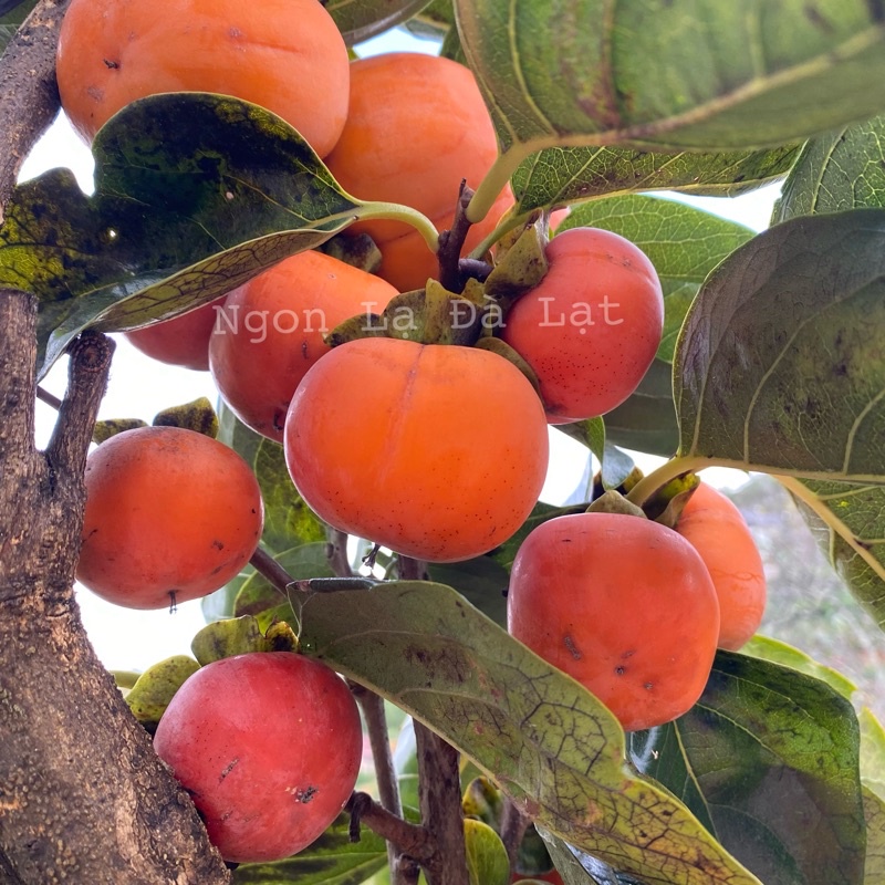 Hồng Mặt Trăng Sấy Dẻo, Đặc Sản Ngon Lạ Đà Lạt