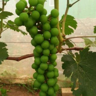 Cây nho hạ đen giống