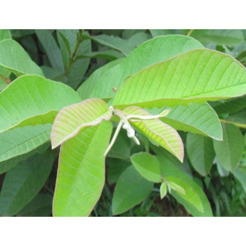 Trà Búp Ổi Loại Thượng hạng ( 200g)