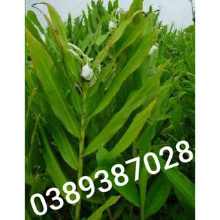 cây ngải tiên giống