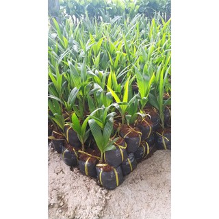 dừa xiêm lùn siêu quả ,chuẩn giống