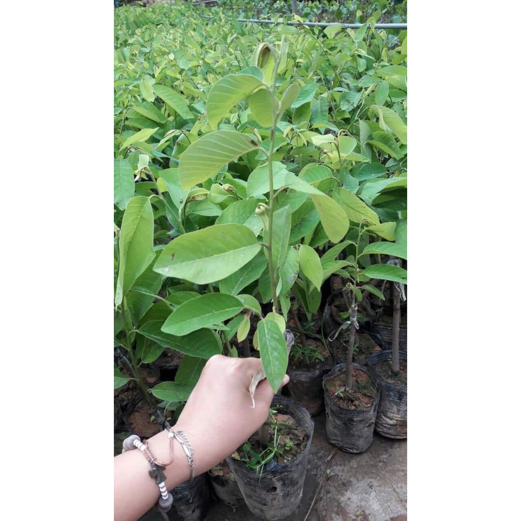 CÂY GIỐNG NA VÀNG NAM MỸ - 1 NĂM CHO QUẢ