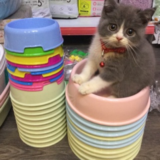 Bát nhựa cho chó mèo đơn13k . Nhựa nhỡ17k.Nhựa đại25k