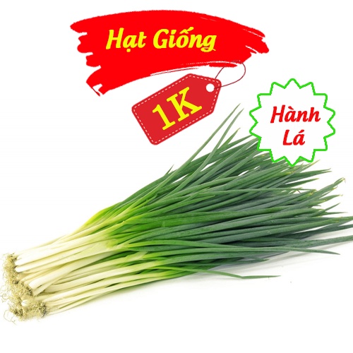 Deal 1K - 100 Hạt giống Hành Hoa - Tập trồng rau tại nhà