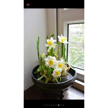 Củ hoa Thủy tiên size nhỏ (nên trồng nguyên vào đất hoặc nước, không gọt)