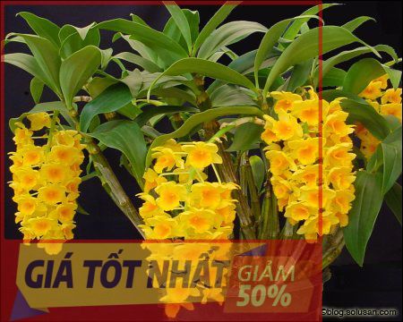 Lan rừng, Lan KIỀU MỠ GÀ hàng thuần rừng hoa siêu đẹp, gửi đi nguyên GIÒ (chậu)