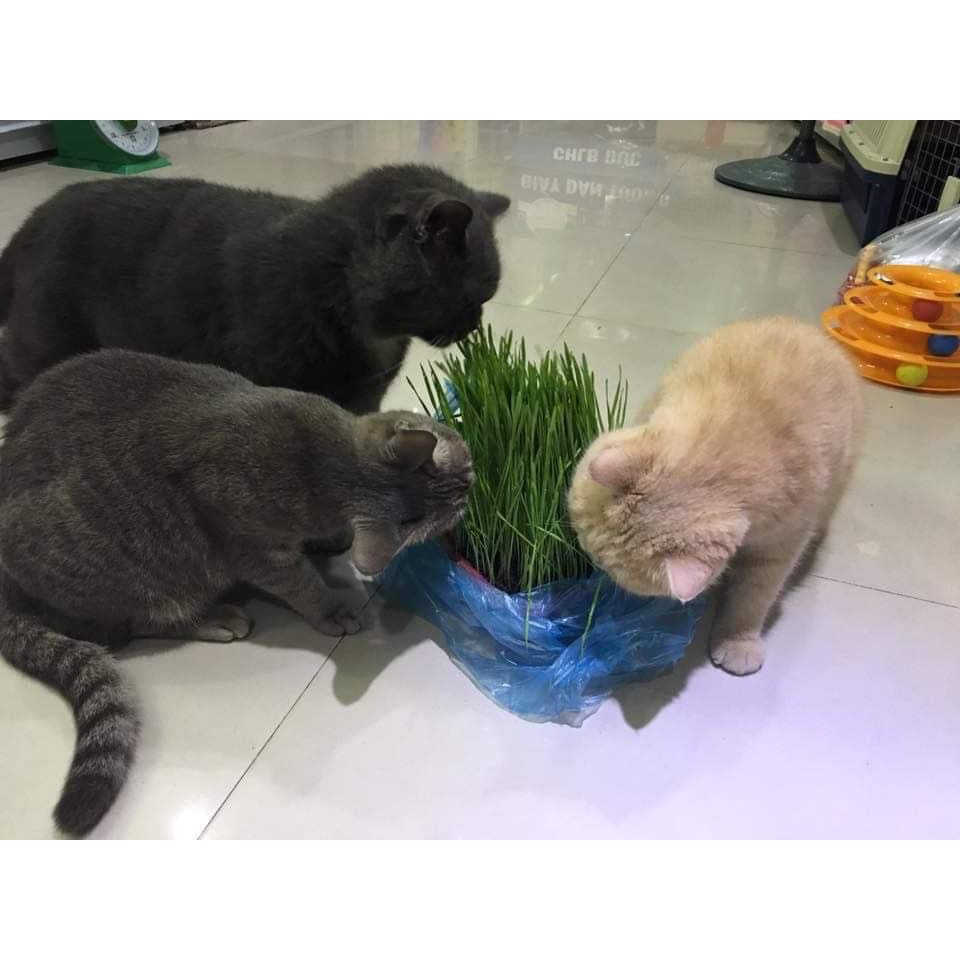 Hạt giống cỏ lúa mạch cho mèo bổ sung chất xơ,đẩy búi lông ra ngoài - 100gr
