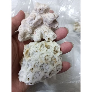 1kg san hô trang trí bể cá, hồ cua, ốc