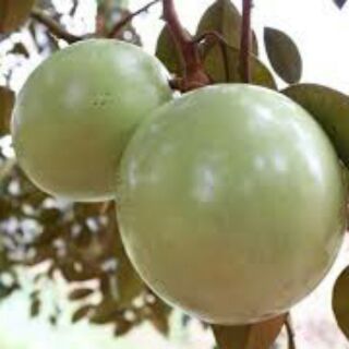 Cây giống Vú sữa lò rèn ; Vú sữa Bơ hồng - cây ghép