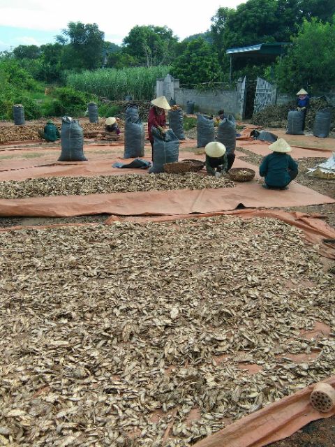 [Mã 267FMCGSALE giảm 8% đơn 500K] Cỏ máu GIA TRUYỀN (chia ấm sẵn) tăng cân, bổ máu | BigBuy360 - bigbuy360.vn