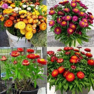 1 hạt giống hoa cúc bất tử