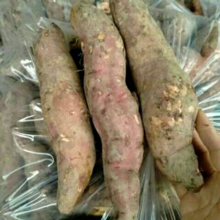 Khoai lang mật Tà Nung - Đà Lạt củ to, đẹp bao mật, ko sơ